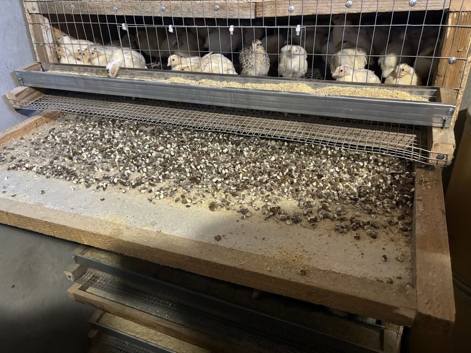 Послід перепелиний (гній). Добриво