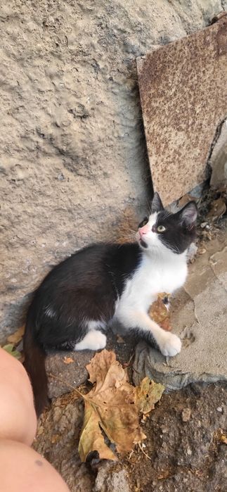 Котики і кішка безкоштовно!!!