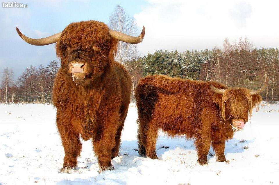 Szkockie Krowy Wysokogórskie (Highland Cattle)