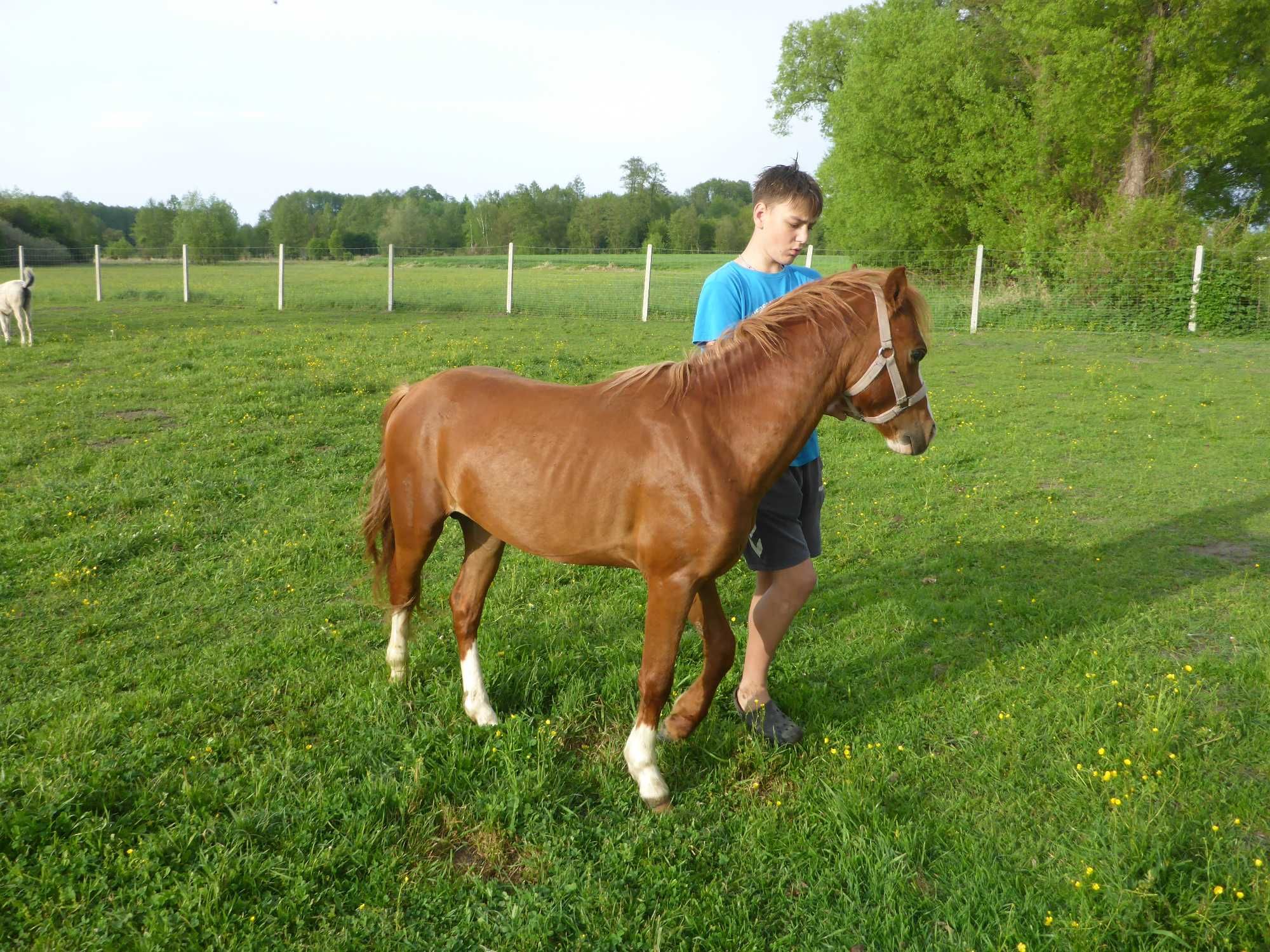 kuc walijski ‼️ 2 lata ‼️ WELSH COB PONY kucyk MEGA GŁOWA dla dzieci