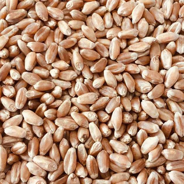 Пшениця 2025__ _