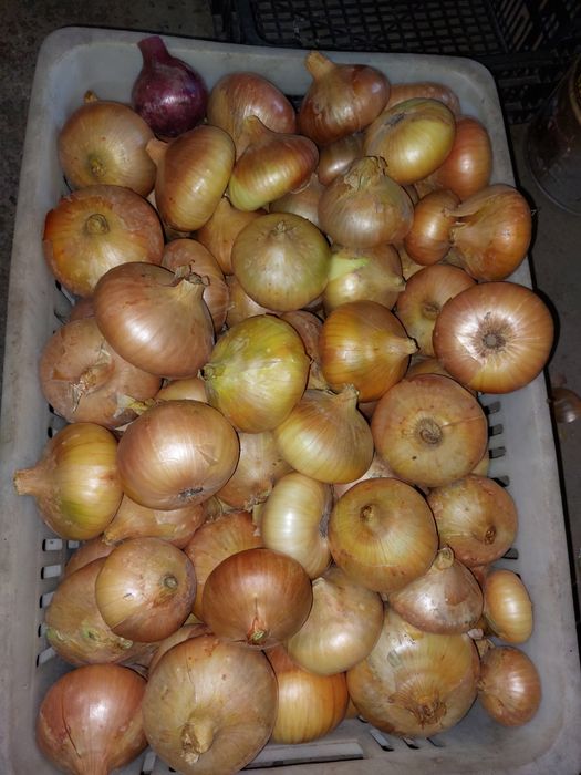 Cebulę  sprzedam