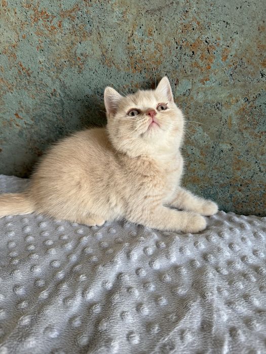 Flavia Liliowy Zakątek*Pl kotka w kolorze kremowym