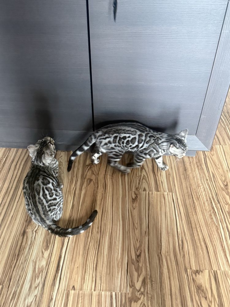 Kocurek bengalski. Srebro GOTOWY DO ODBIORU po zabiegu kastracji