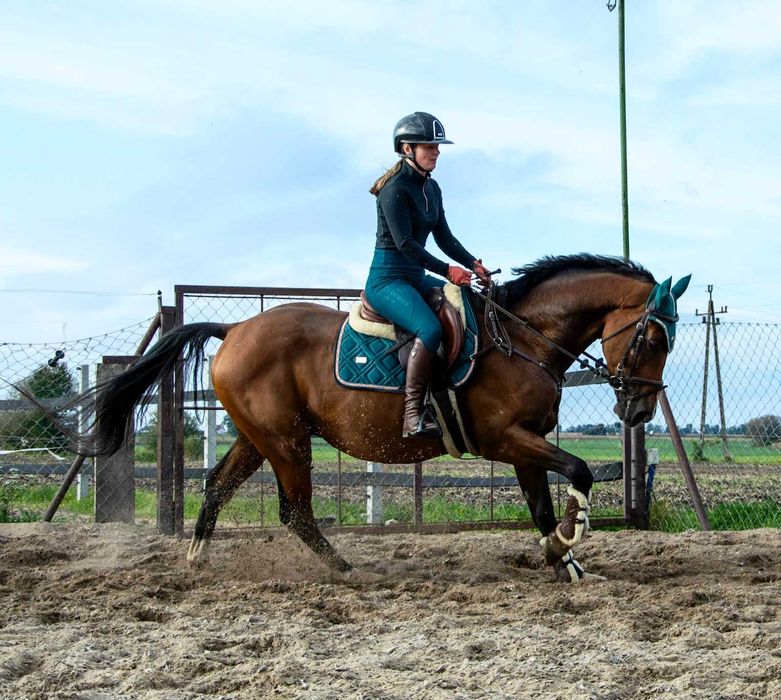 Wałach Wlkp, 165cm, grzeczny