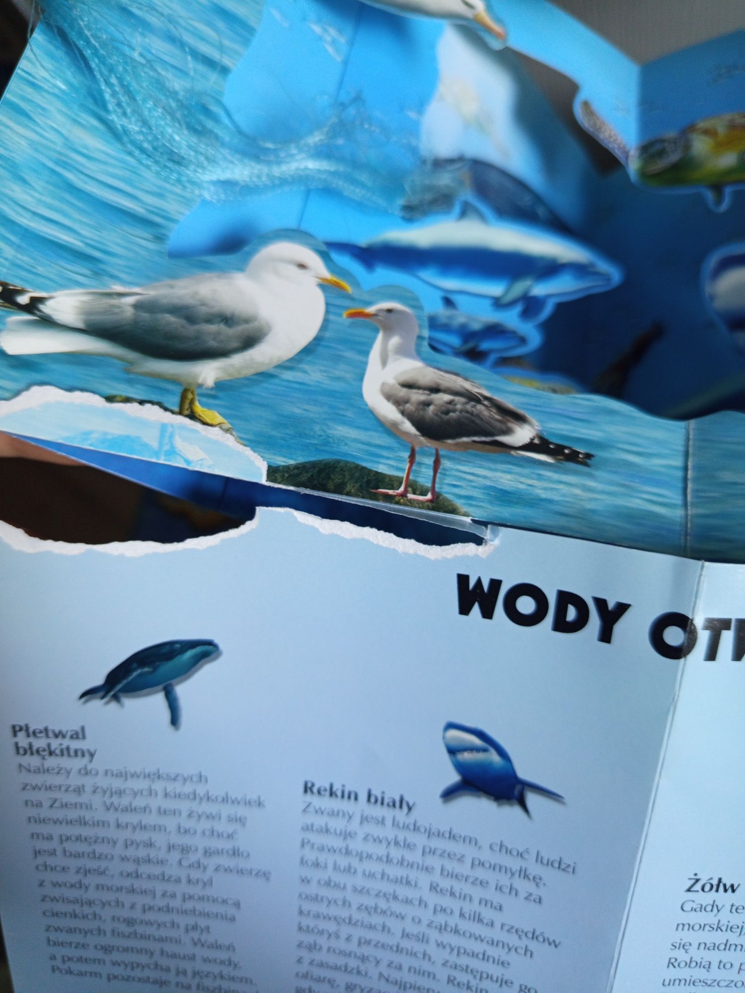 Zwierzęta oceanów w 3d