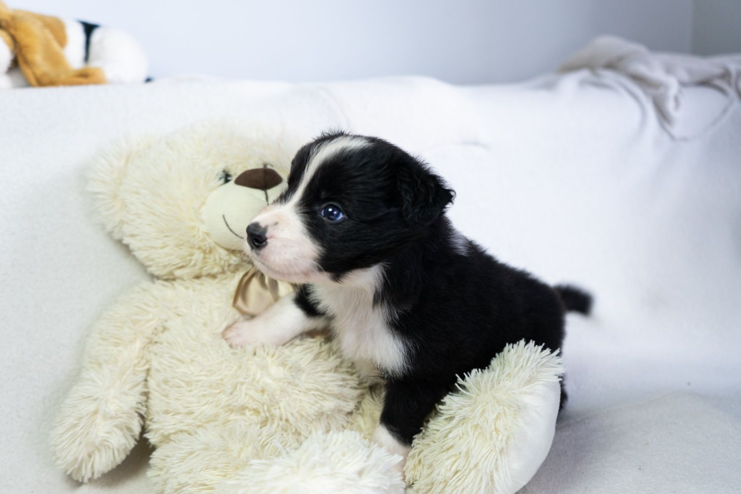Szczeniak Border Collie piesek - ZKwP FCI