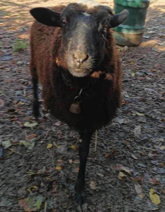 Carneiro merino preto