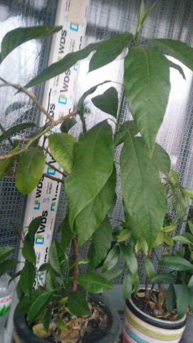 Авокадо растение