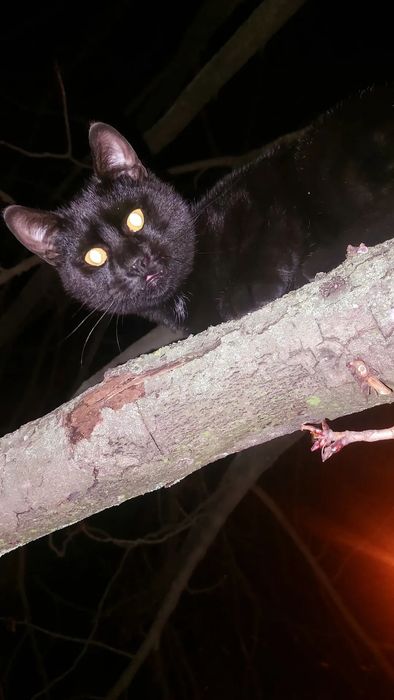 Найден чёрный кот