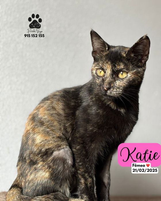 Gatinha Tartaruga para adoção ( Katie)