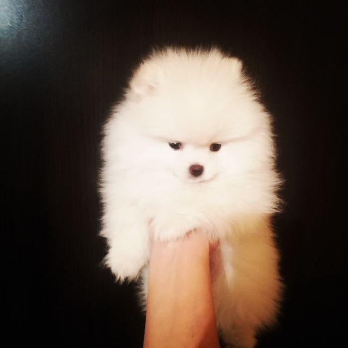 Міні мішка дівчинка) Львів