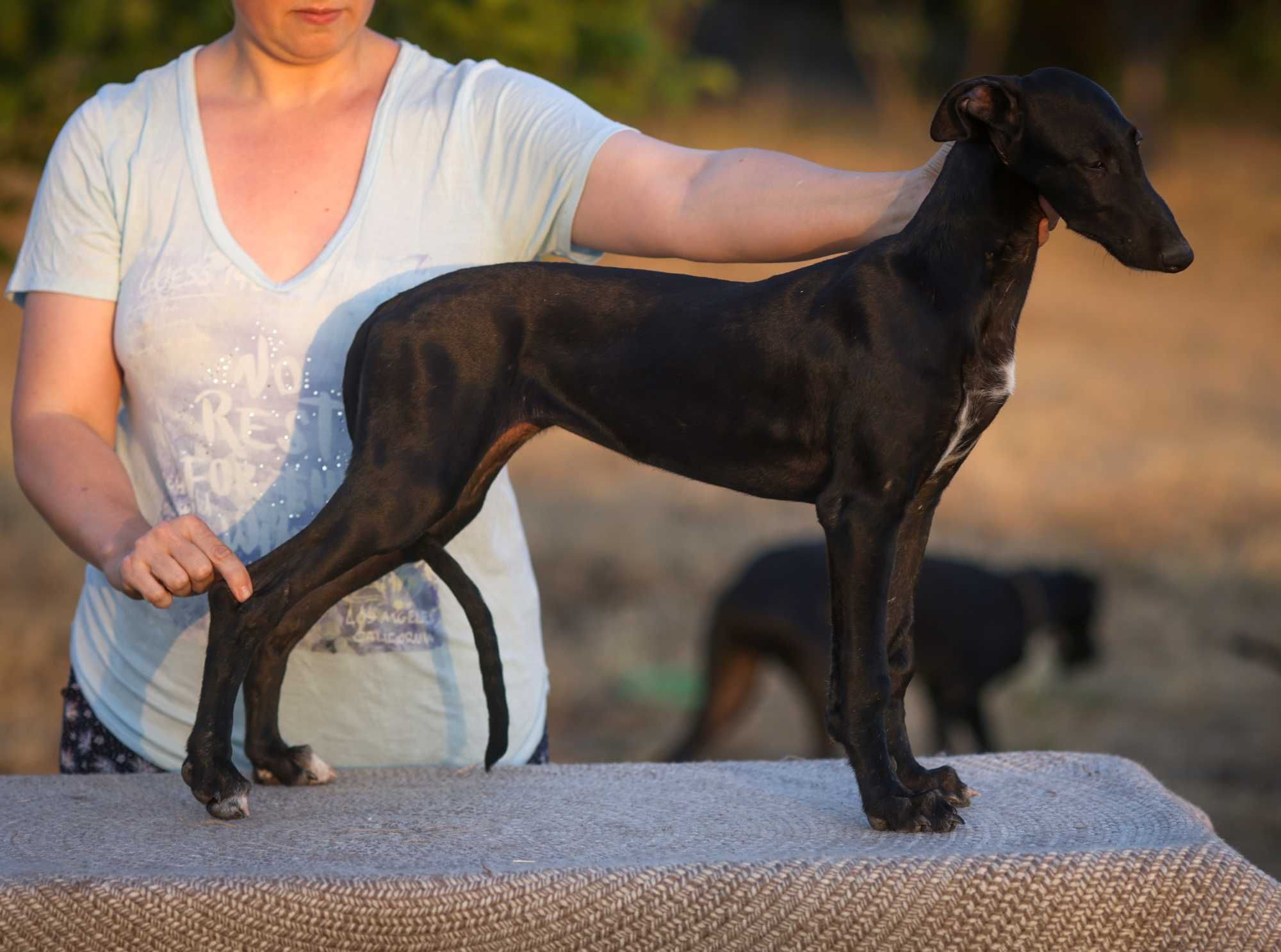 Цуценята Гальго. Galgo Espanol