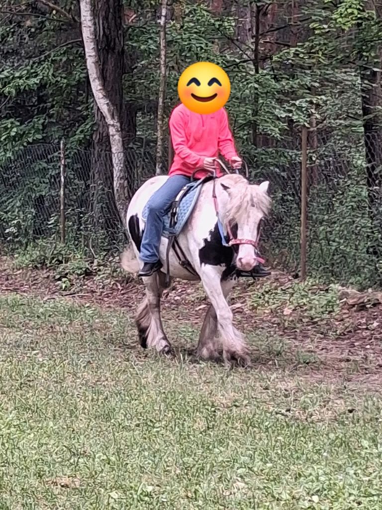 Klacz Tinker na sprzedaż
