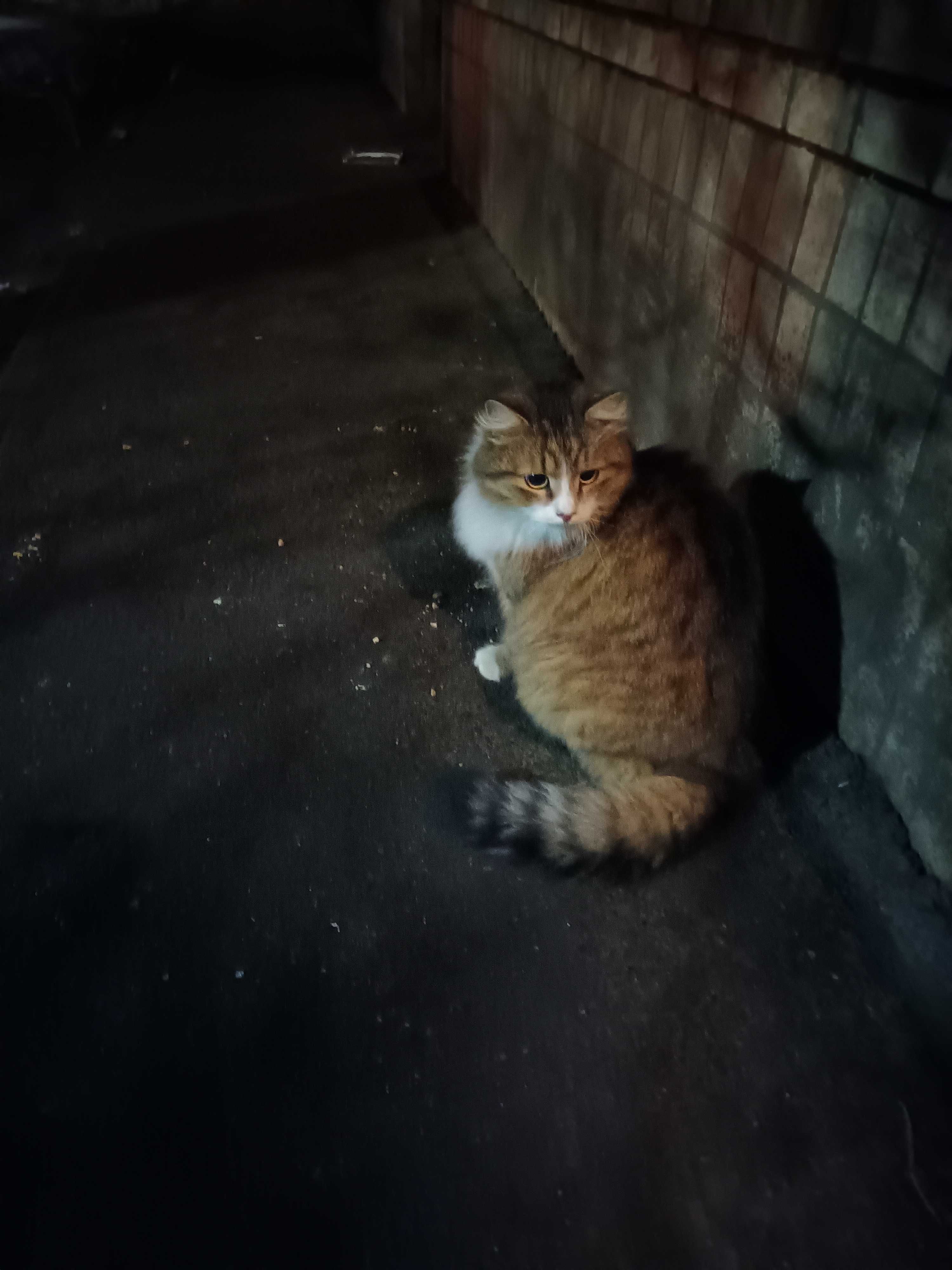 Котик добрим відповідальним людям