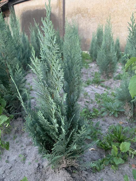 Туя Смарагд Брабант Колумна Кипарисовик