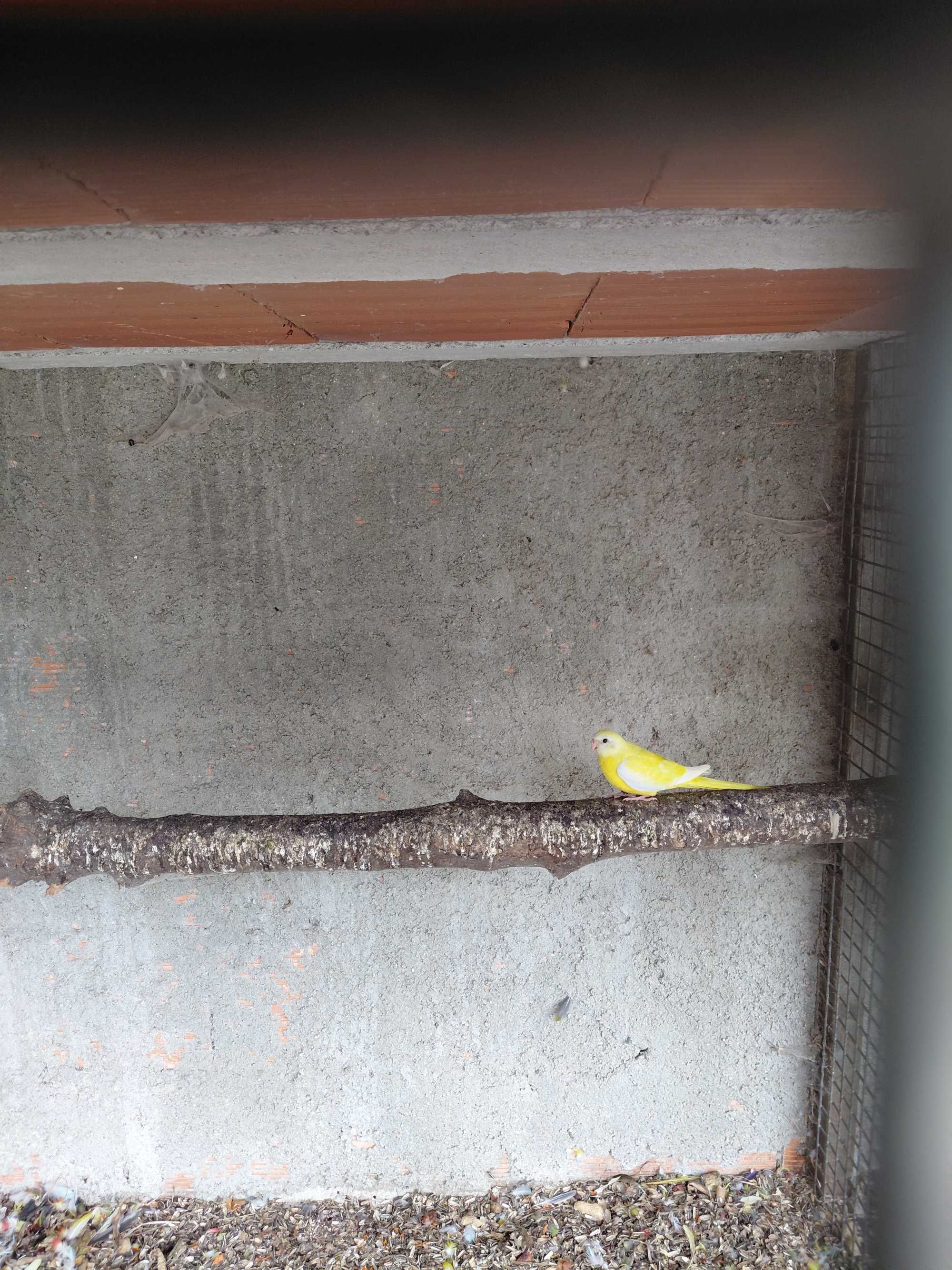 Aves barros da silva