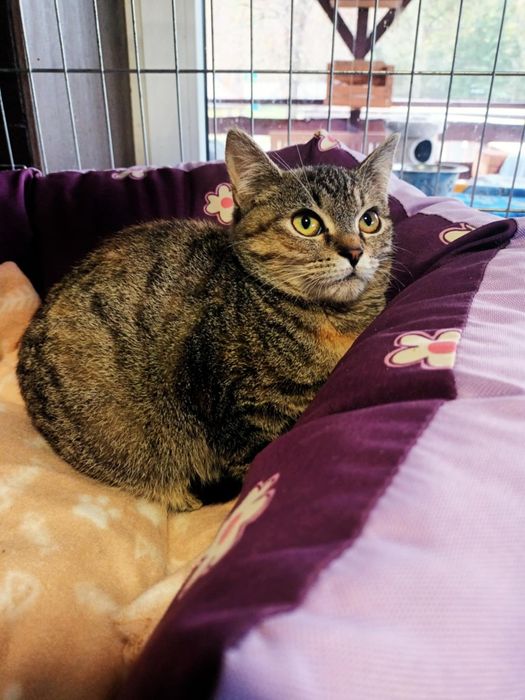 Piękna młodziutka kotka szuka domku.