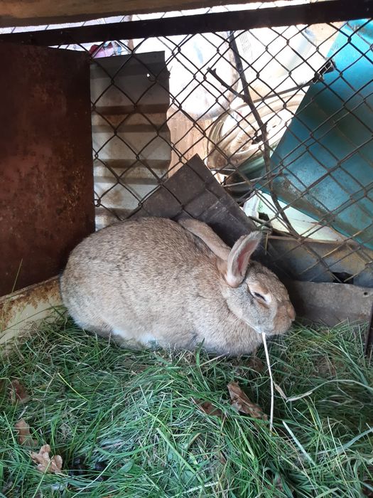 Kóle samice roczne dorosłe