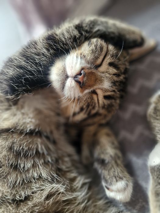 Luna i Perse do adopcji