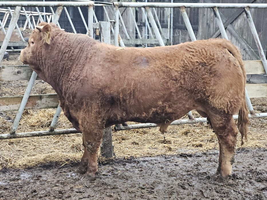 Sprzedam byczka limousine