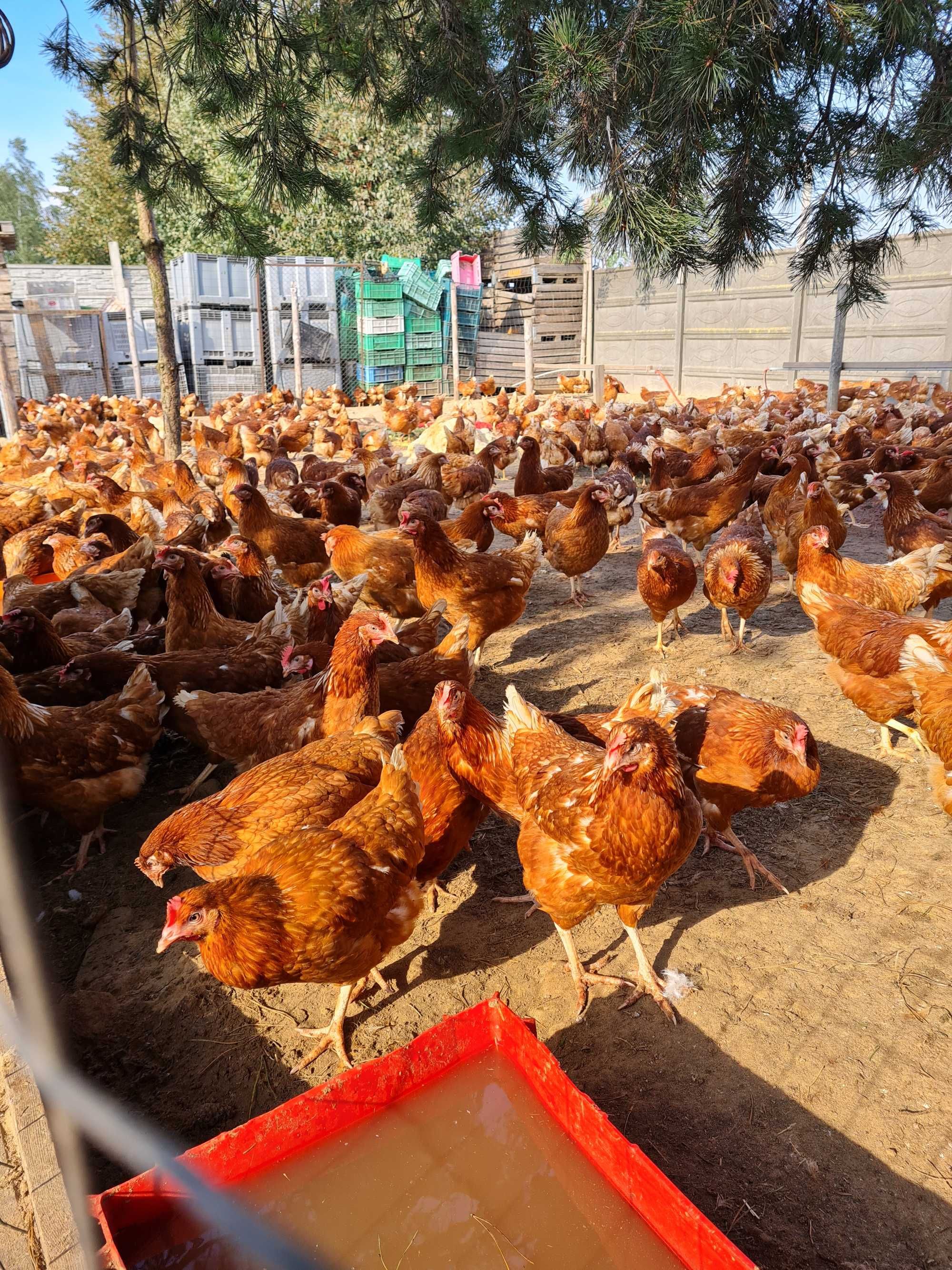 KURY NIOSKI KURKI MŁODE z jajkami 25 tyg. ROSA LEGHORN z dowozem