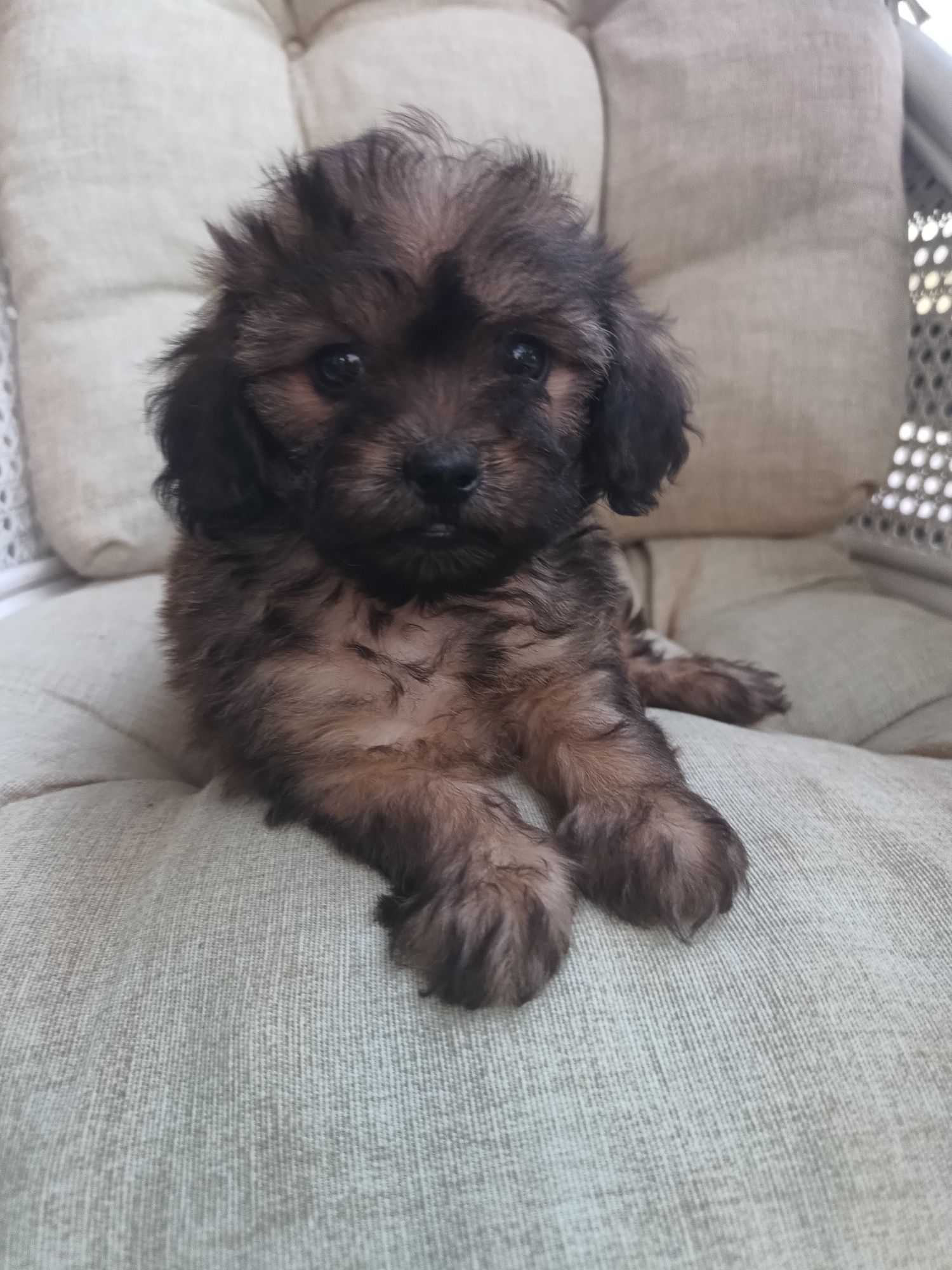 Psy rasowe maltipoo