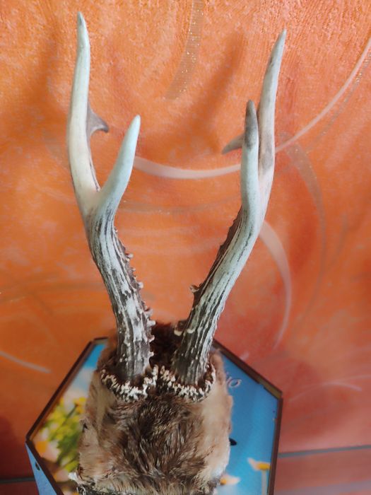 Роги дикої тварини