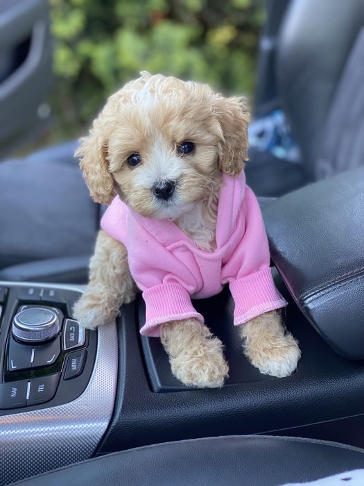 Найкращі цуценятка мальтипу