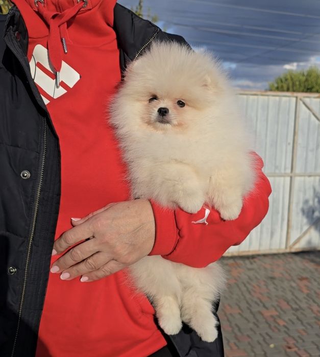 Чарівні ведмедики.