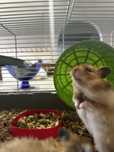 Hamster criados em casa