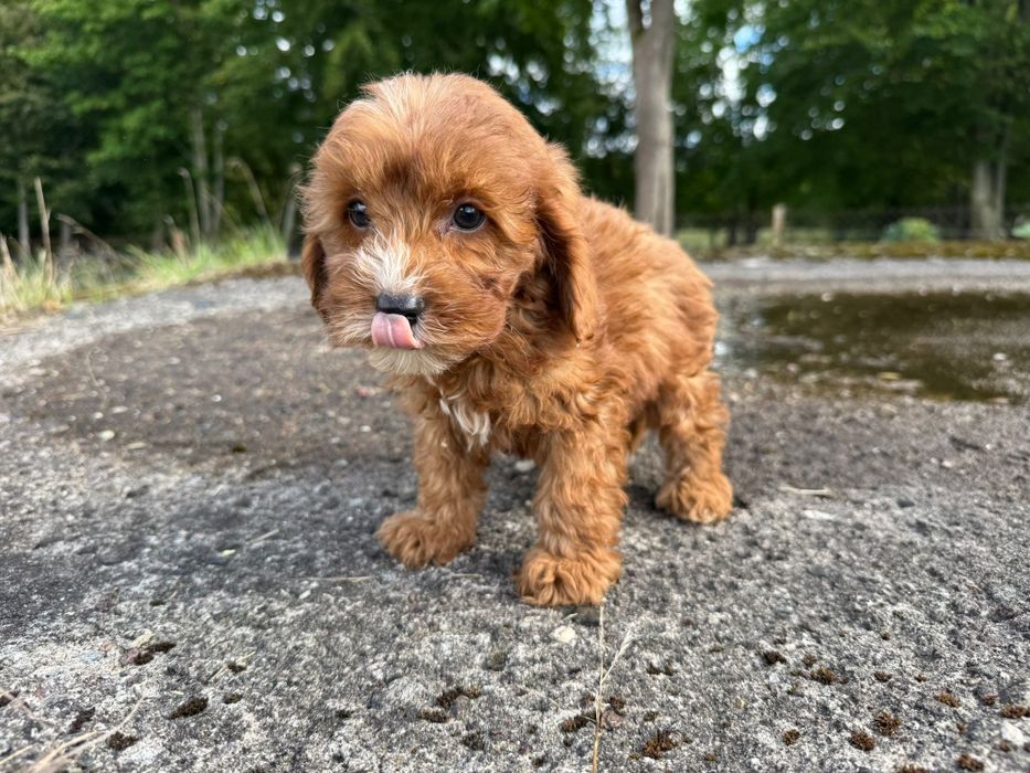 cavapoo szczeniak