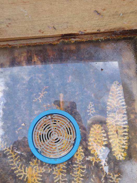 Pszczoły rodziny pszczele