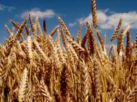 Продам Пшеницу 6грн/кг