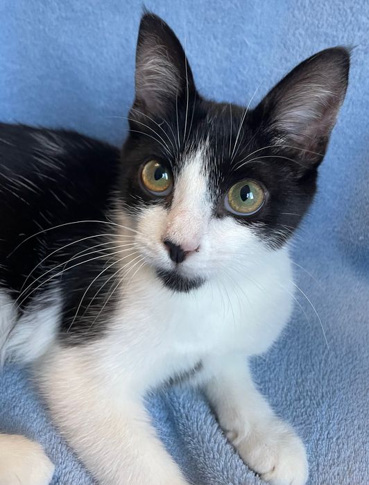 Отдам котёнка бесплатно