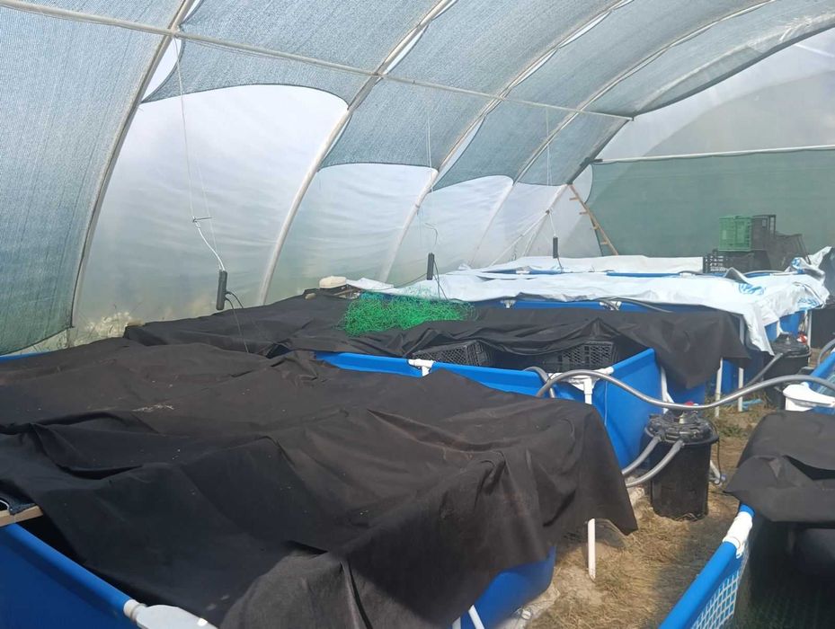 Комплект обладнання для вирощування креветки Макробрахіум Розенберга