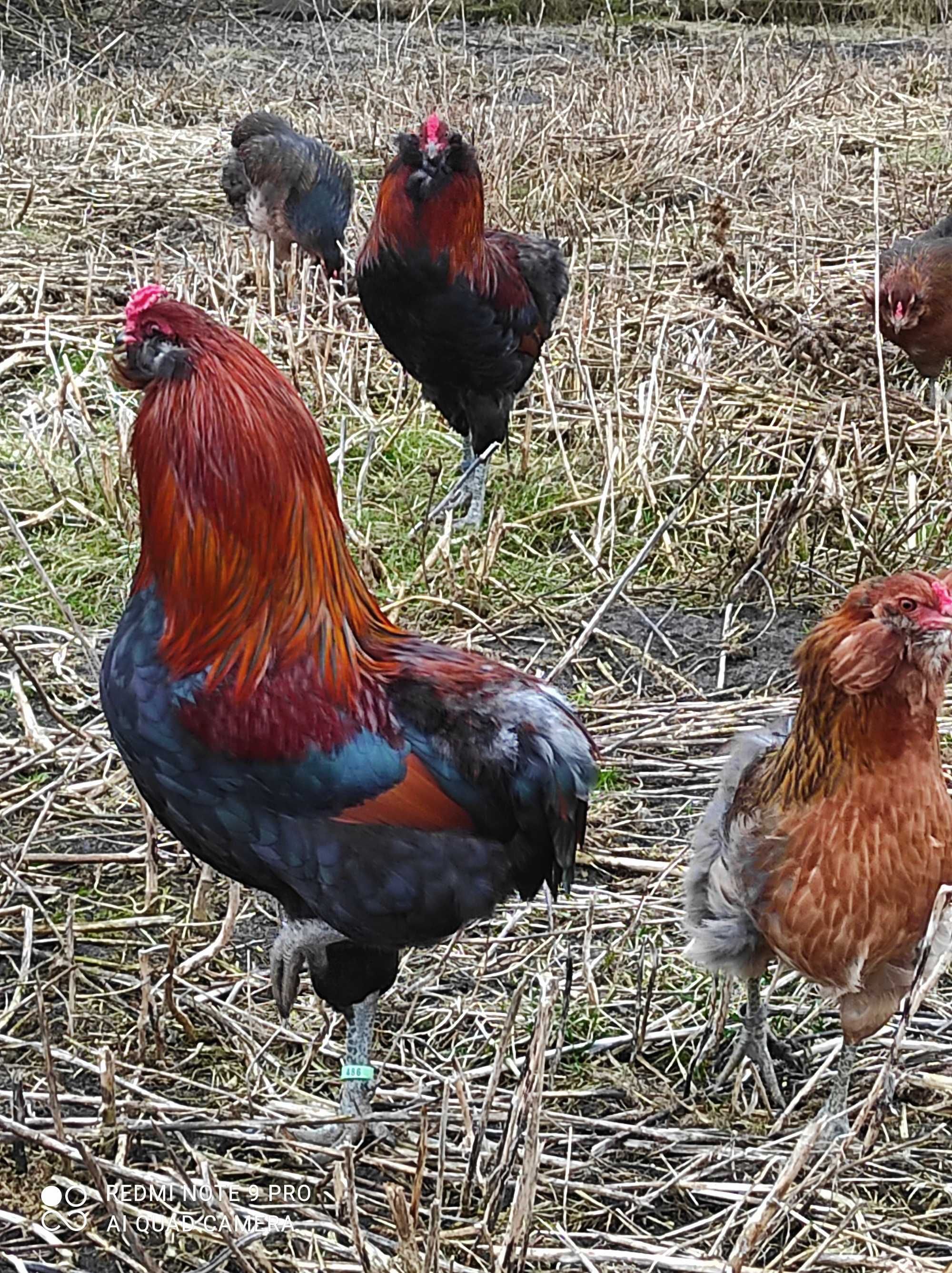 Araucana kuropatwiana bezogoniasta jaja lęgowe