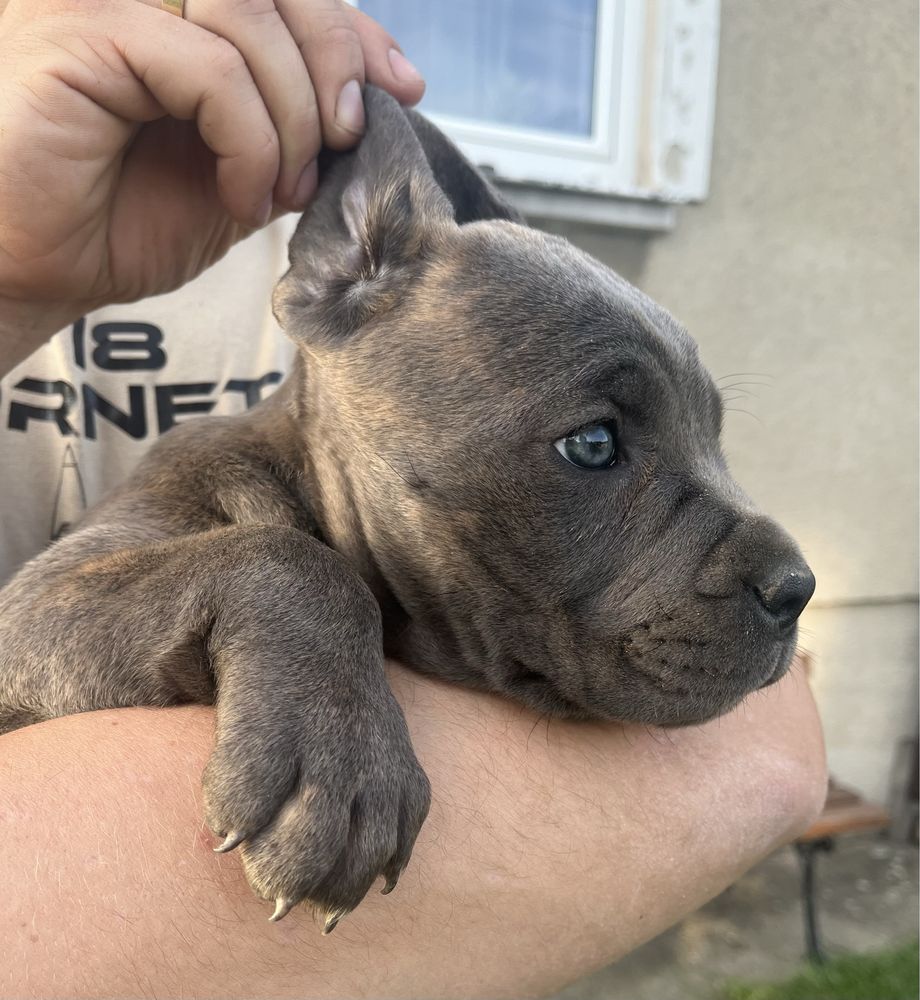 Cane Corso piękny pies