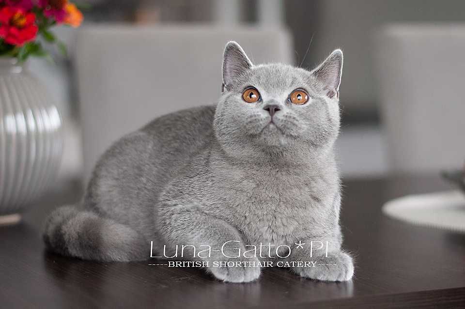 Kocur brytyjski, kot brytyjski niebieski - Rodowód FIFe