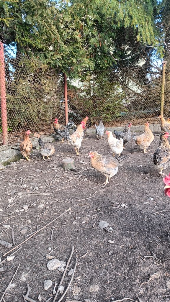 Jaja jajka lęgowe greenshell marans