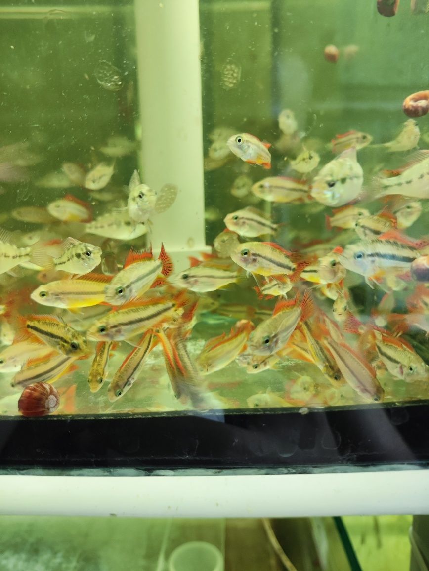 Pielęgniczki kakadu Apistogramma cacatuoides