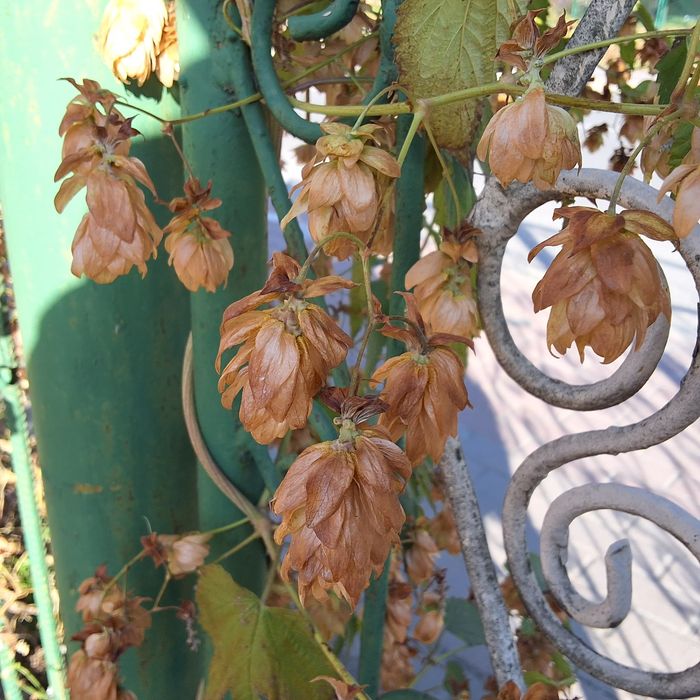 Хміль солодкий, медовий запах. Ціну пропонуйте