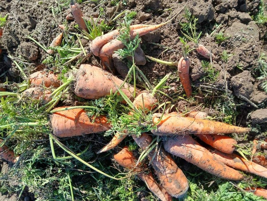 Marchew paszowa i jadalna