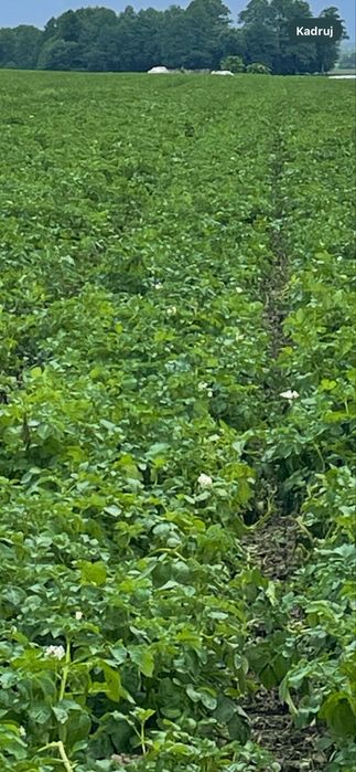 Ziemniaki sadzeniaki, Riviera, colombo, soraya, quean itp. 781+824+381