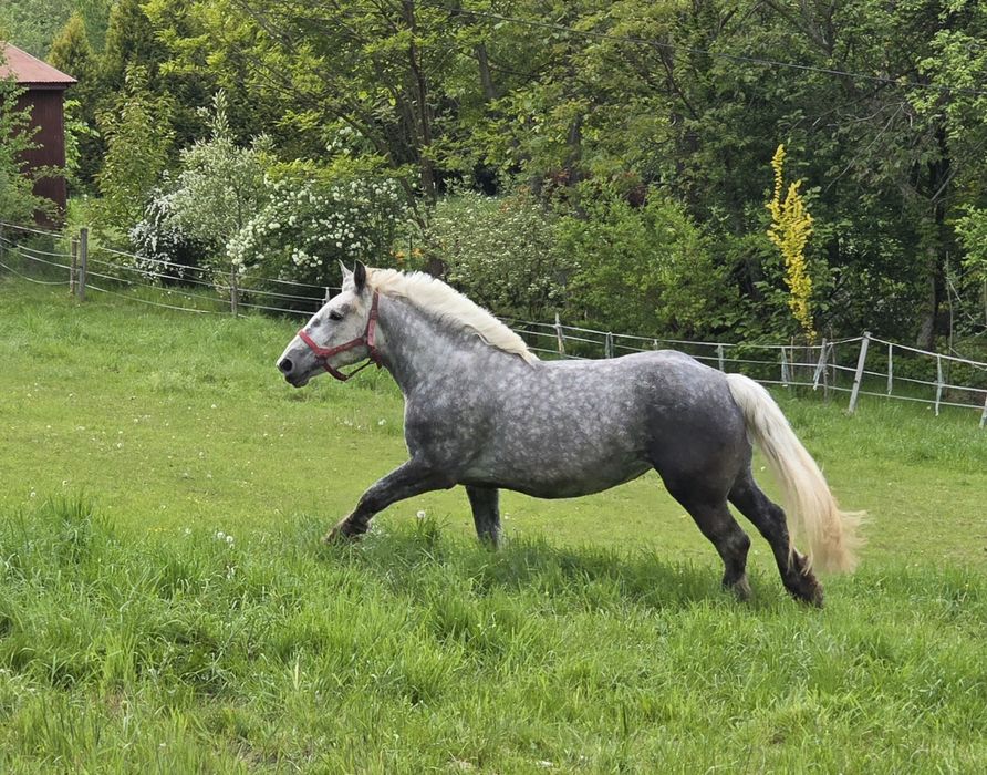 Perszeron siwa klacz zaźrebiona 3 lata