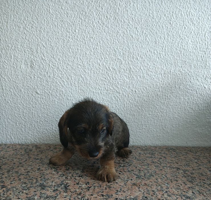 Teckel pêlo  cerdoso macho puro