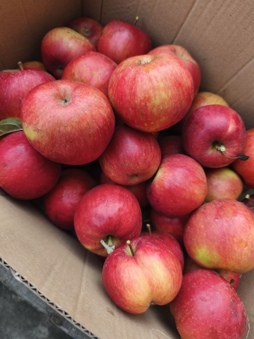 Duze ,soczyste ekologiczne jablka