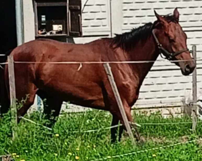 Sprzedam łagodnego ogiera pełnej krwi angielskiej z dobrym ruchem