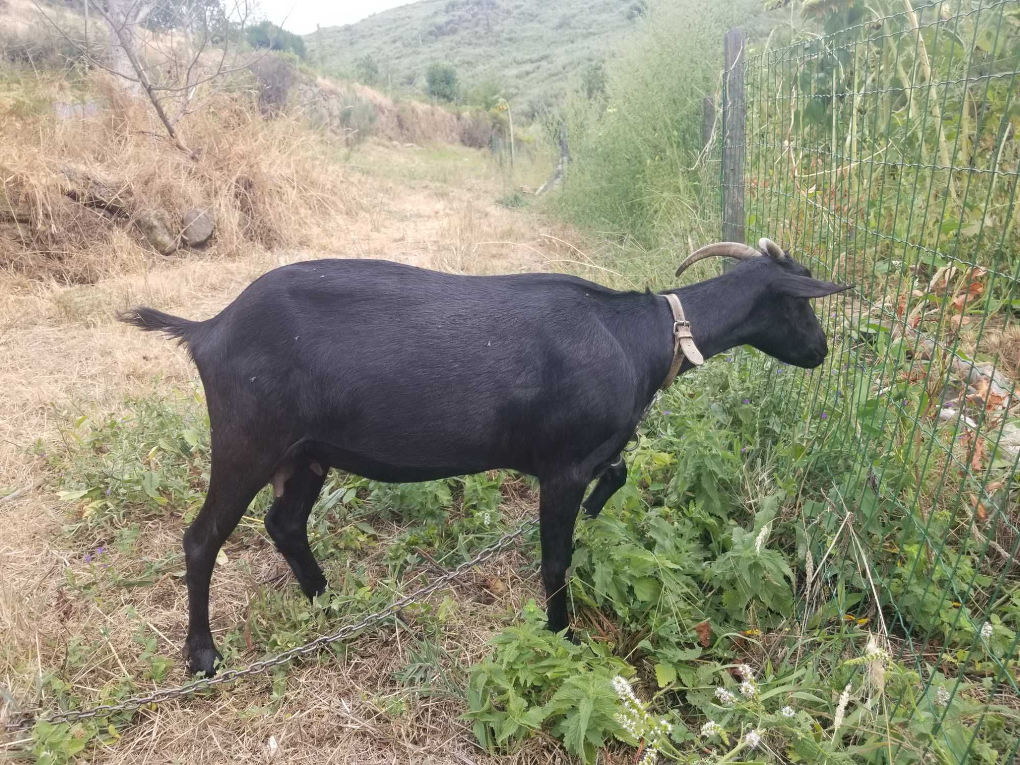 Casal das cabras