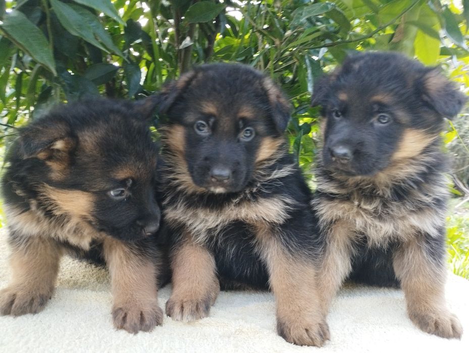 Pastor Alemão pêlo curto com certificado